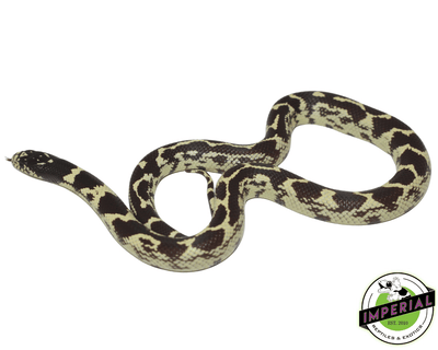 Aberrant Hypo California kingsnake for sale, buy reptiles online at cheap prices