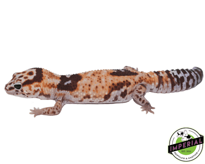 aberrant whiteout het amel African Fat Tail gecko for sale, buy reptiles online