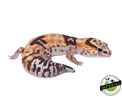 aberrant whiteout het amel African Fat Tail gecko for sale, buy reptiles online