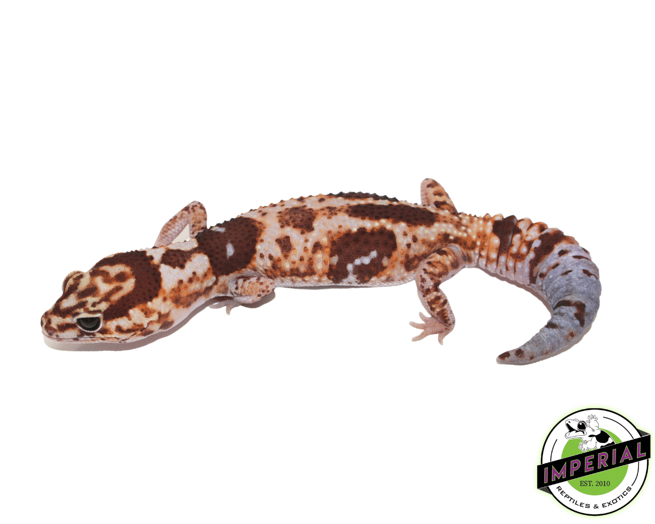 Aberrant Whiteout ph Amel Patternless African Fat Tail Gecko For Sale