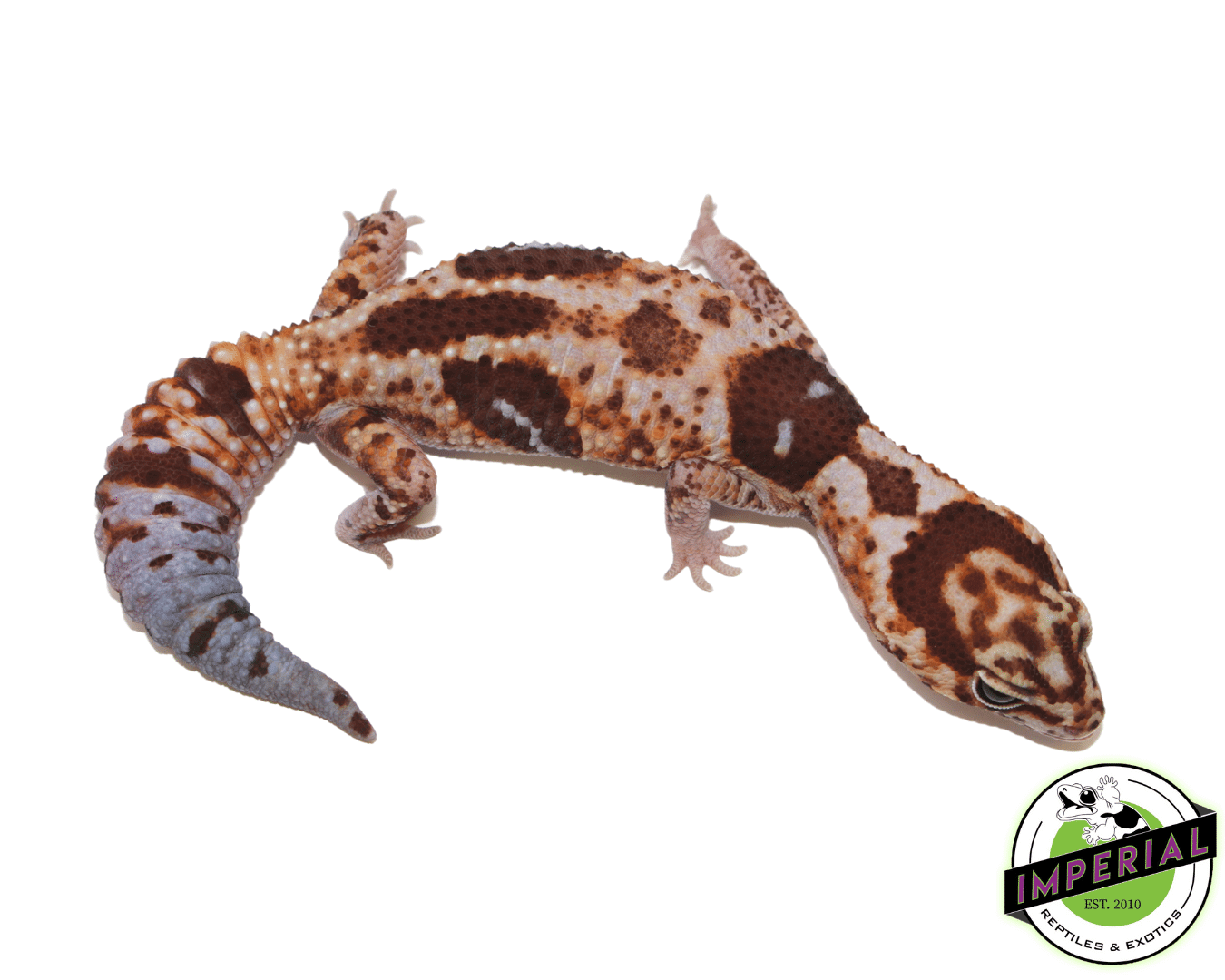 aberrant whiteout ph patternless amel African Fat Tail gecko for sale, buy reptiles online