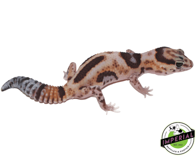 aberrant whiteout Oreo Pos Het Amel Oreo African Fat Tail gecko for sale, buy reptiles online