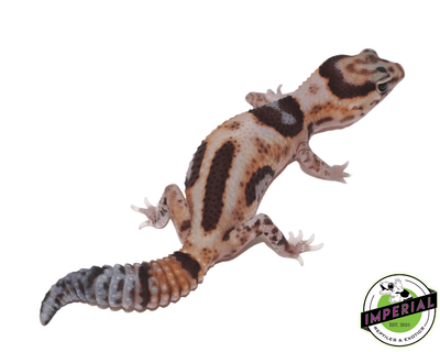 aberrant whiteout Oreo Pos Het Amel Oreo African Fat Tail gecko for sale, buy reptiles online