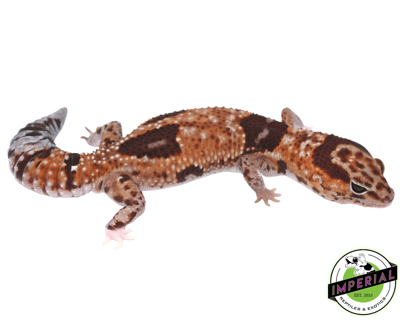 Aberrant Whitesock Whiteout 100% het Amel ph Patternless African Fat Tail gecko for sale, buy reptiles online