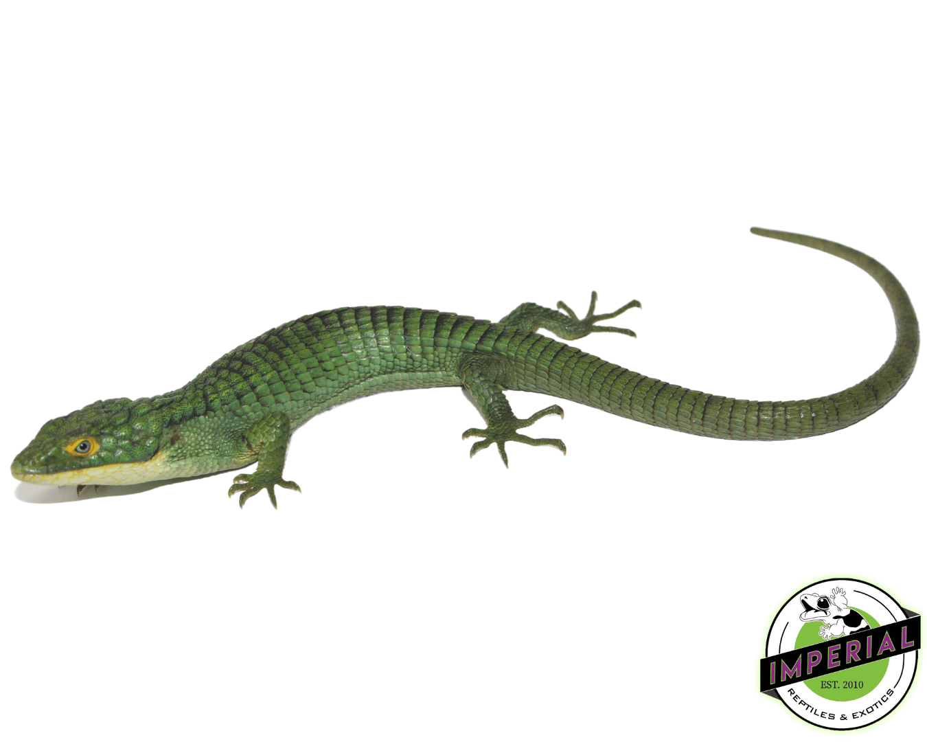 Mexican Alligator Lizard Abronia graminea For Sale - Imperial Reptiles