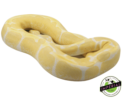 Albino ball python for sale near me, buy ball pythons online at cheap prices
