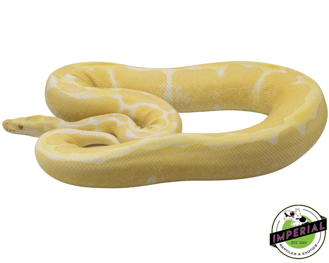 Python Shampoo Animal Albino Snake Python