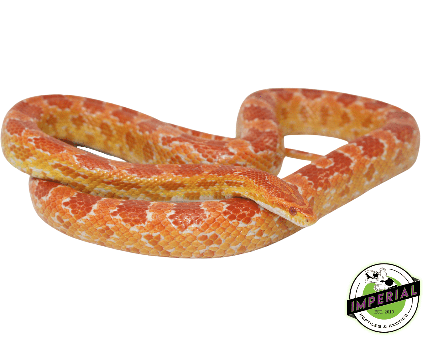 albino corn snake for sale, buy reptiles online
