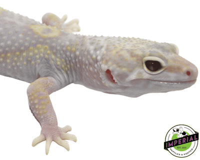 albino eclipse leopard gecko for sale, buy leopard geckos online at cheap prices