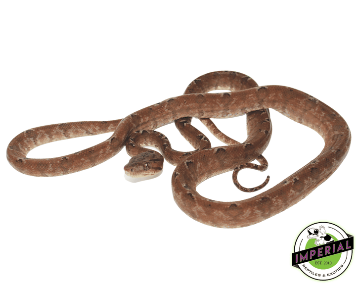 adult-amazon-tree-boa-for-