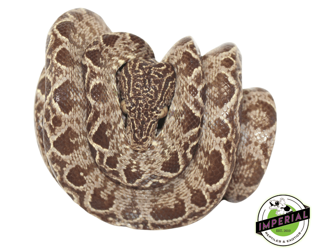 Central American Boa For Sale With Live Arrival Guaranatee - XYZReptiles