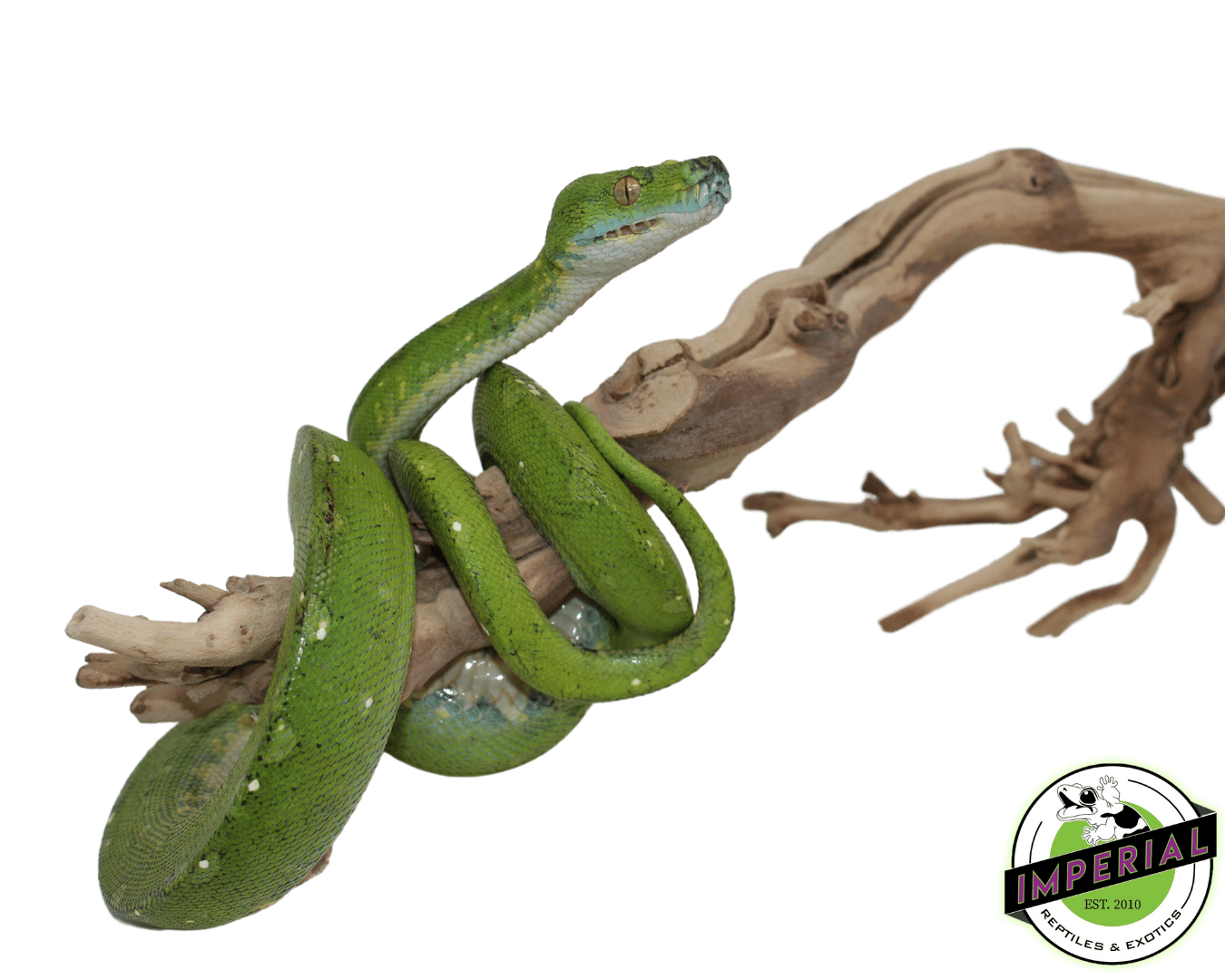 Green Tree Python Skull