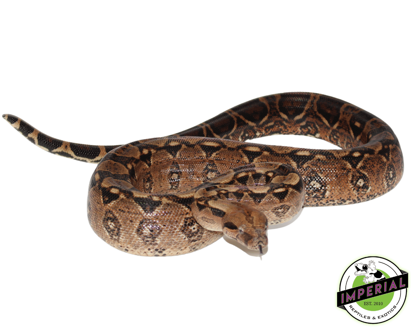 Central American Python Central American Boa Adult For Sale - Imperial Reptiles – IMPERIAL ...