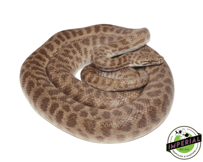 childrens python for sale online at cheap prices