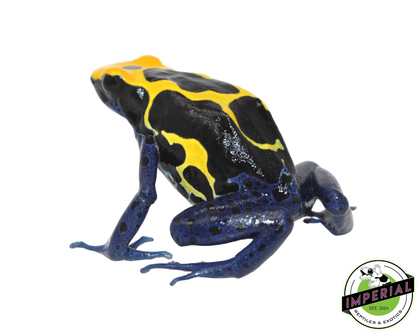 cobalt blue poison dart frog for sale, buy amphibians online