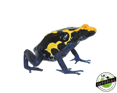 cobalt blue poison dart frog for sale, buy amphibians online