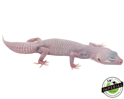 diablo blanco leopard gecko for sale, buy leopard geckos online at cheap prices