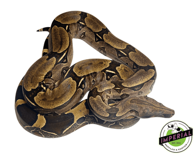 suriname true red tail boa constrictor for sale, buy reptiles online