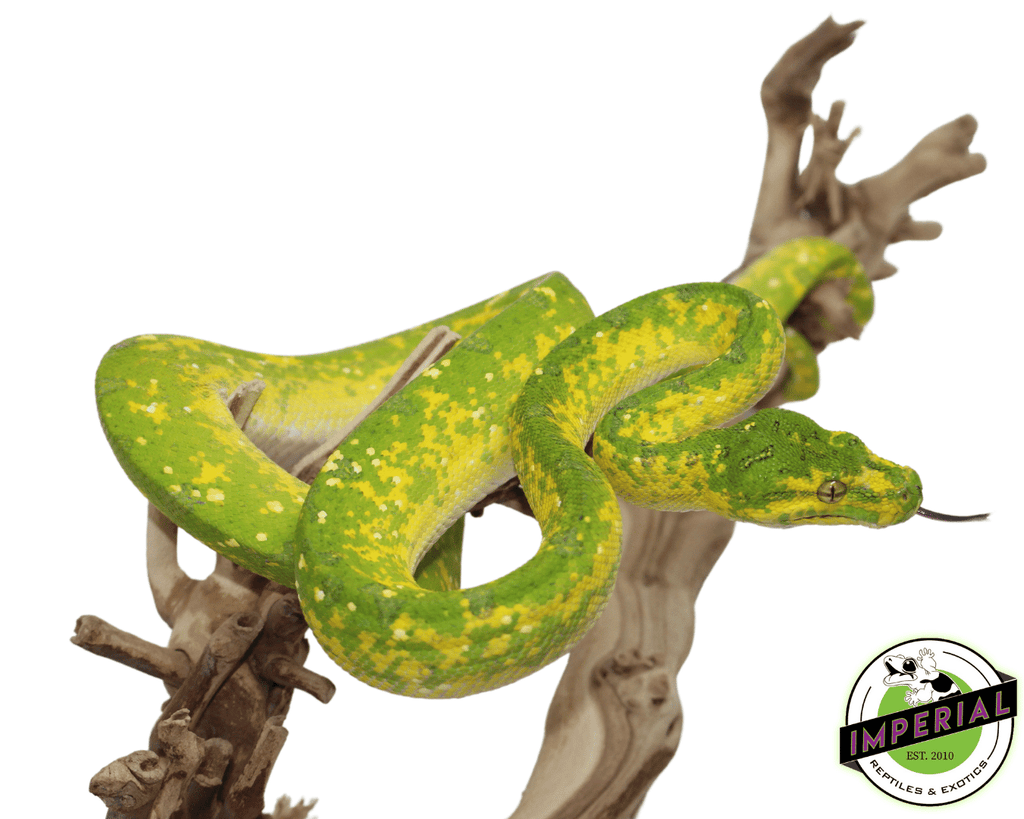 Adult Biak Green Tree Python