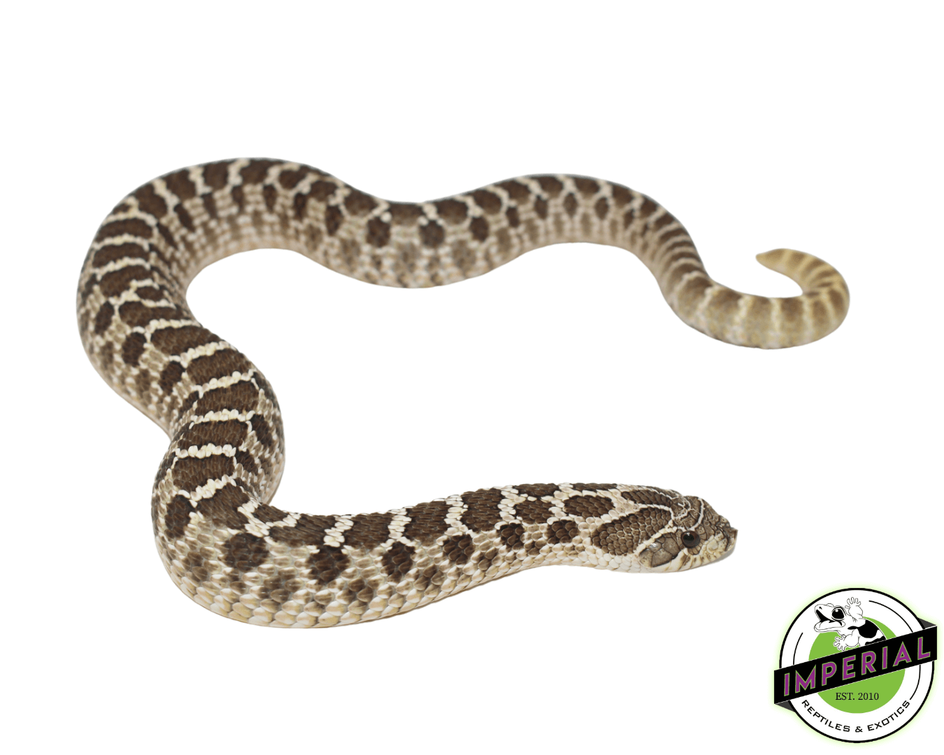 Western Hognose Snake Adult For Sale Imperial Reptiles IMPERIAL