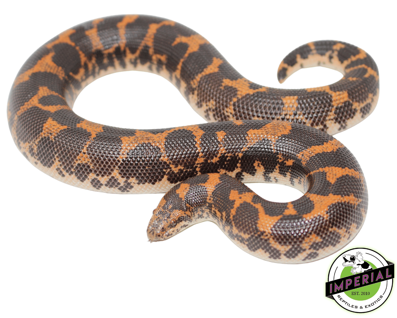 Kenyan Sand Boa For Sale - Imperial Reptiles – IMPERIAL REPTILES & EXOTICS