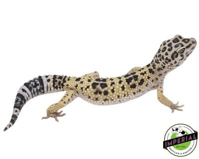 leopard gecko for sale, buy leopard geckos online at cheap prices