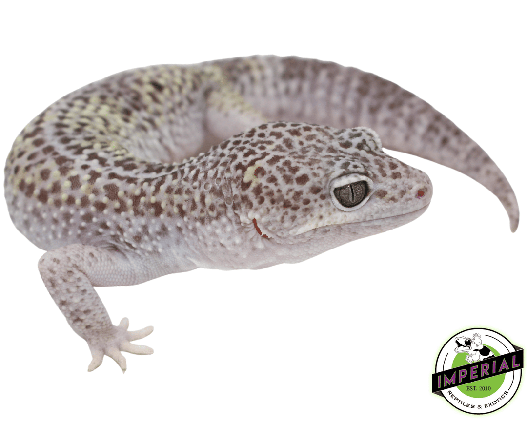 EXOTICO DE LAGO 7inch レア adult-mack-snow-leopard-gecko-