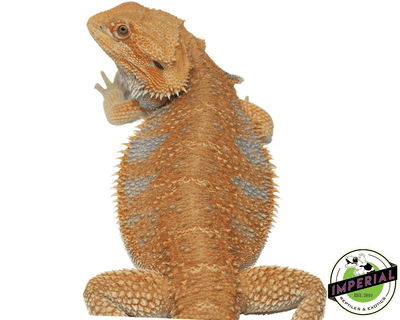 orange hypo bearded dragon for sale, buy reptiles online