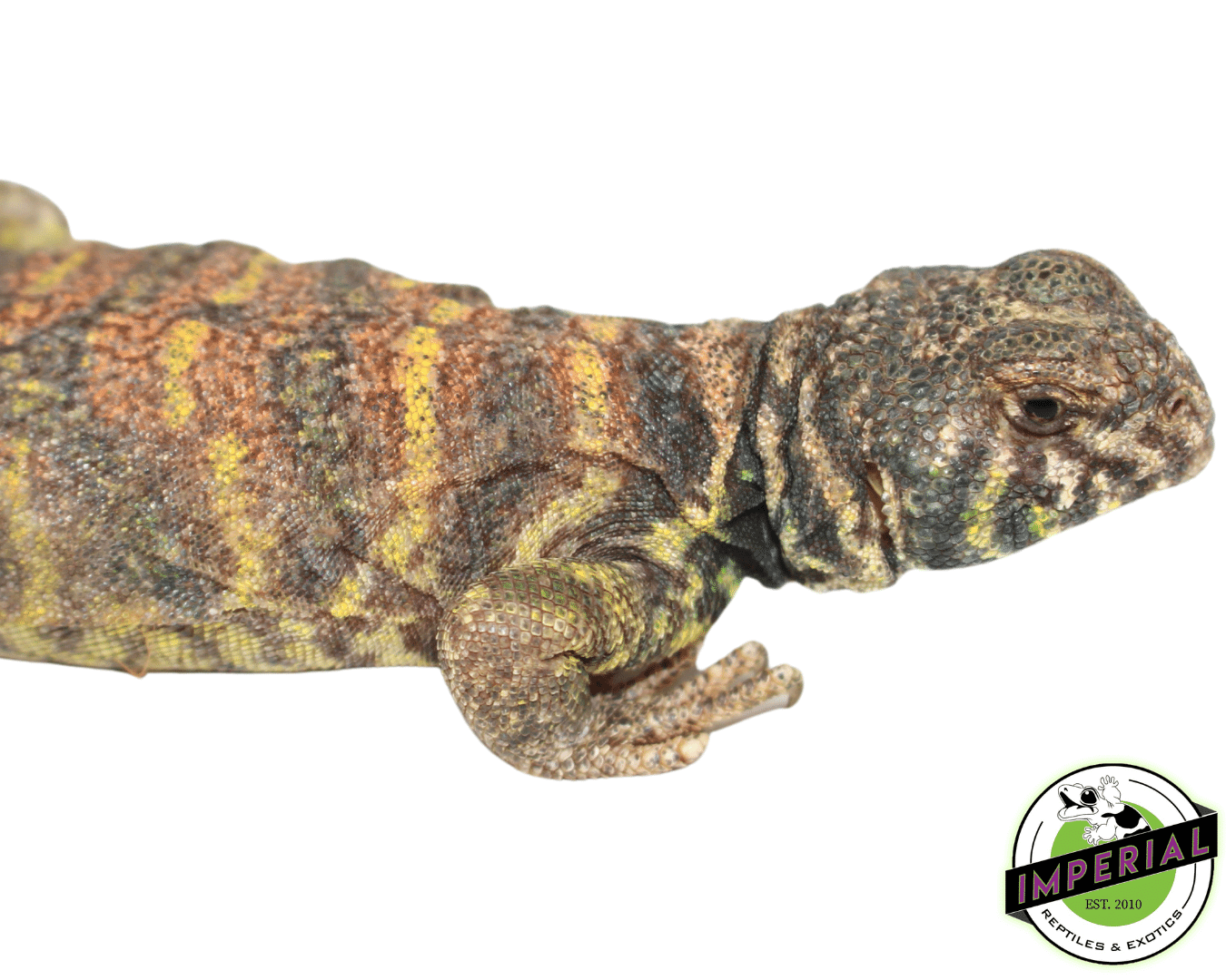 Ornate Uromastyx For Sale Imperial Reptiles IMPERIAL REPTILES & EXOTICS