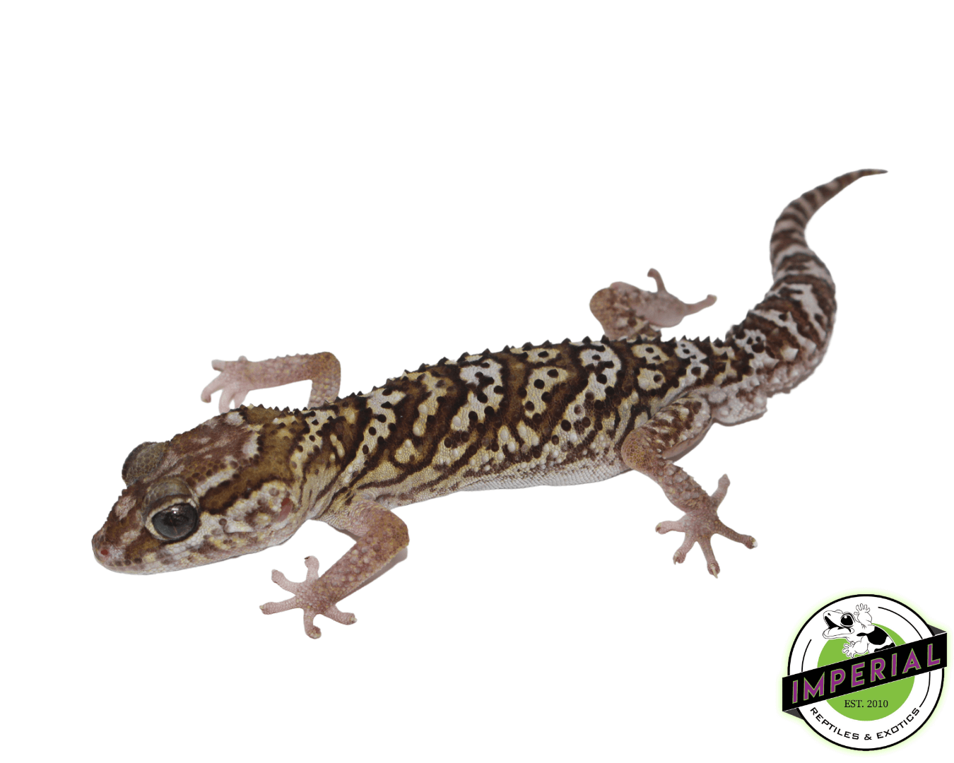 Pictus Gecko Adult For Sale Imperial Reptiles IMPERIAL REPTILES