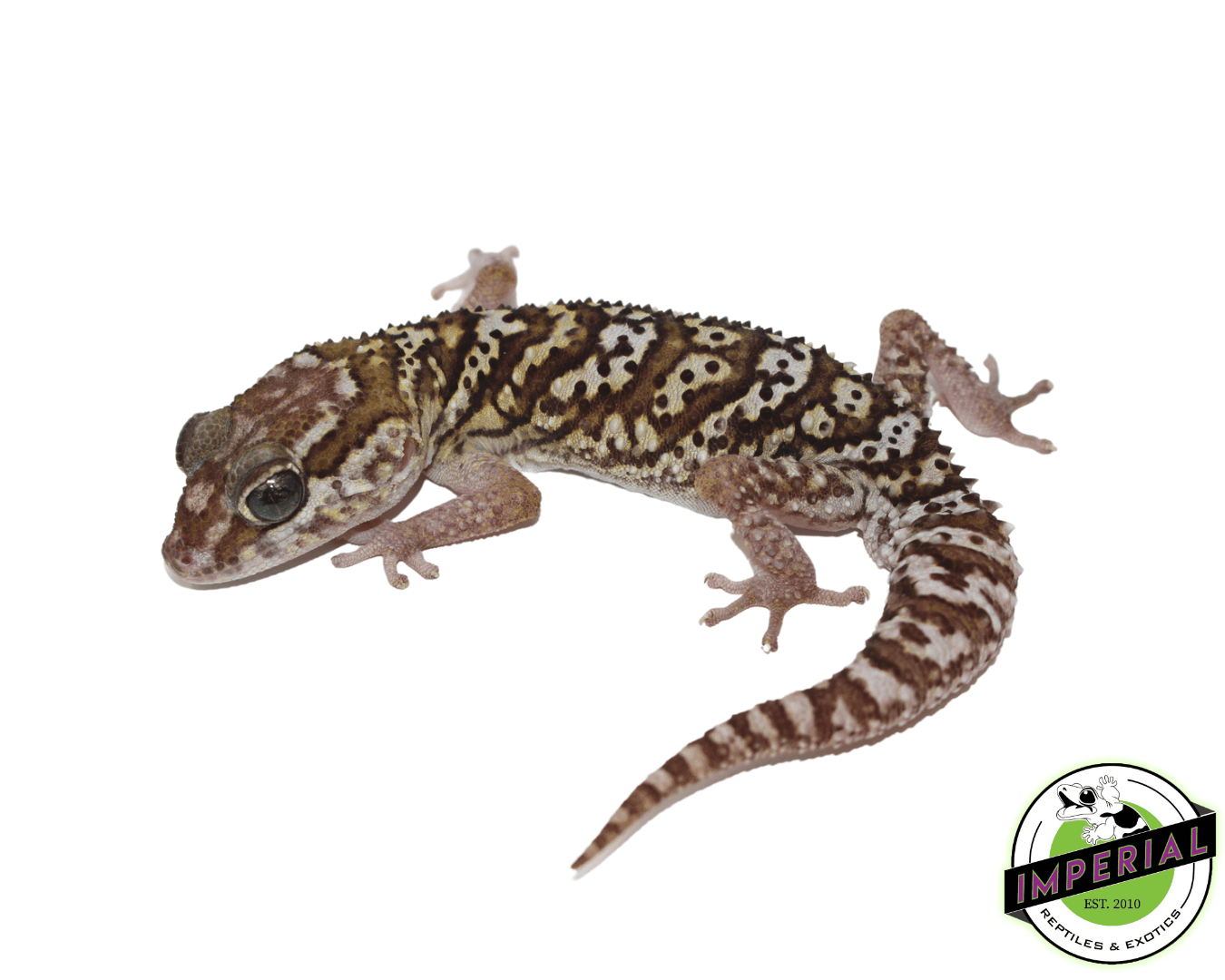 Gecko stores top near me