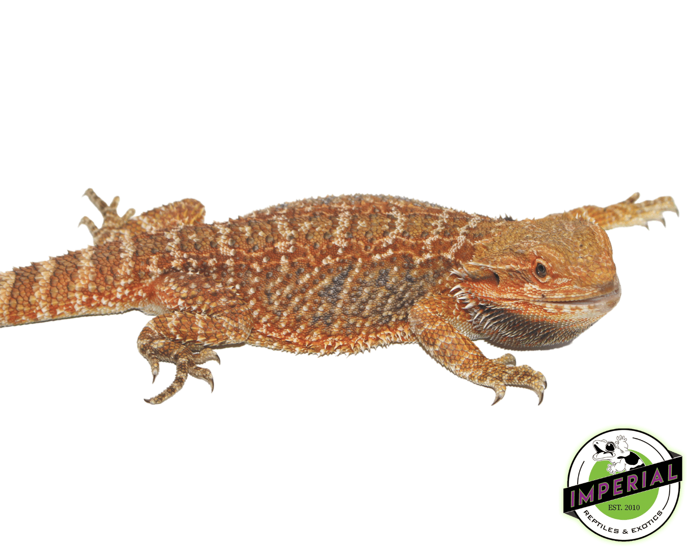 Red bearded dragon for sale, buy reptiles online