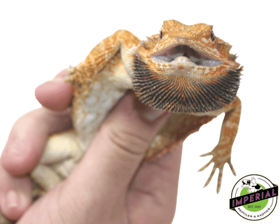 Red bearded dragon for sale, buy reptiles online