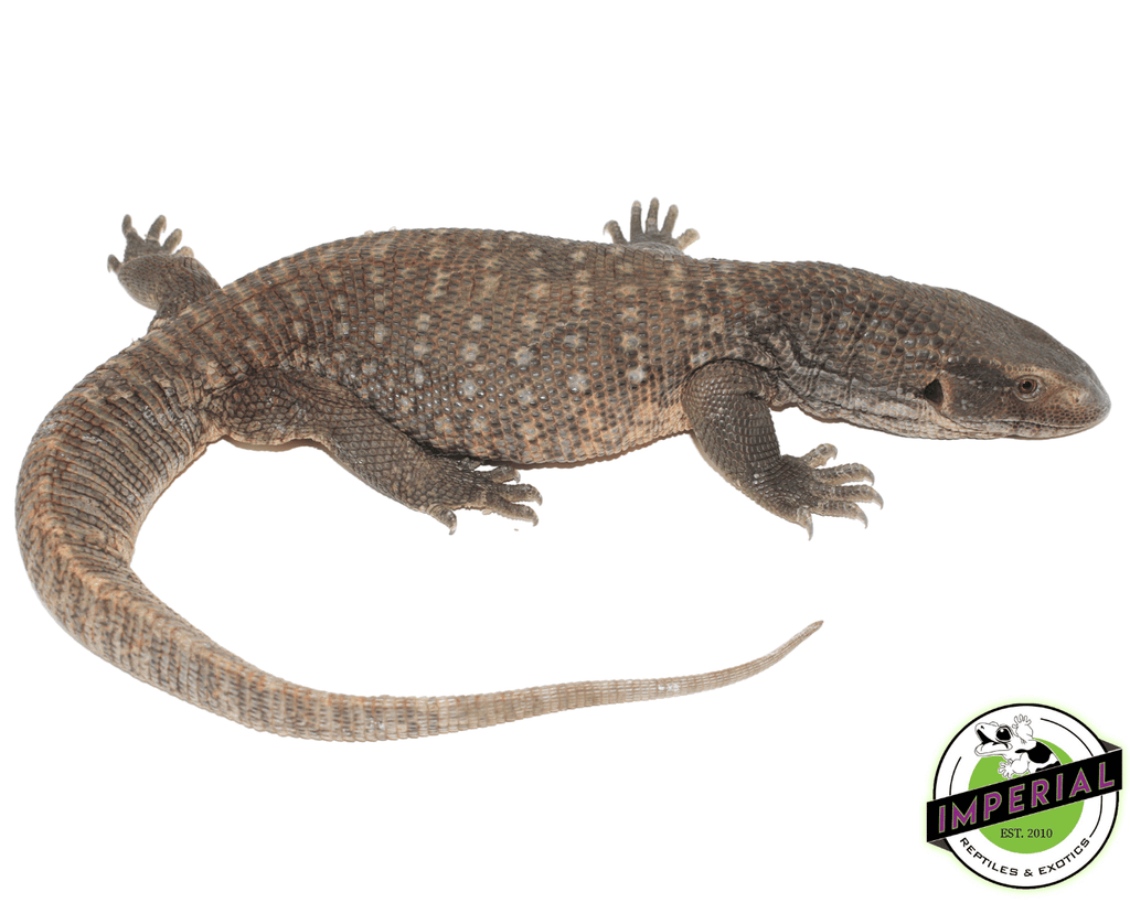 Savannah Monitor Adult For Sale - Imperial Reptiles – IMPERIAL