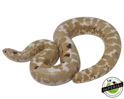 adult paradox snow kenyan sand boa for sale, buy reptiles online