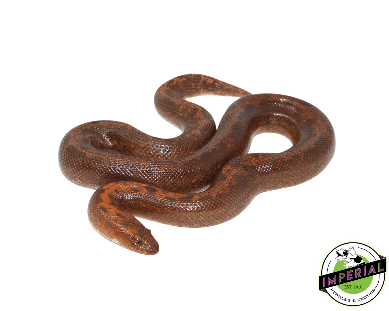 Kenyan Sand Python Striped Kenyan Sand Boa Adult For Sale - Imperial Reptiles – IMPERIAL ...