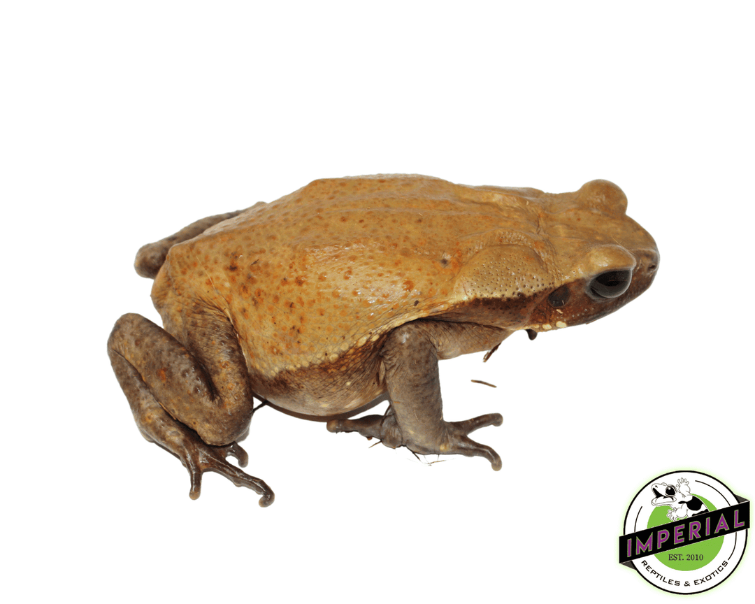 Smooth Sided Toad For Sale - Imperial Reptiles – IMPERIAL REPTILES