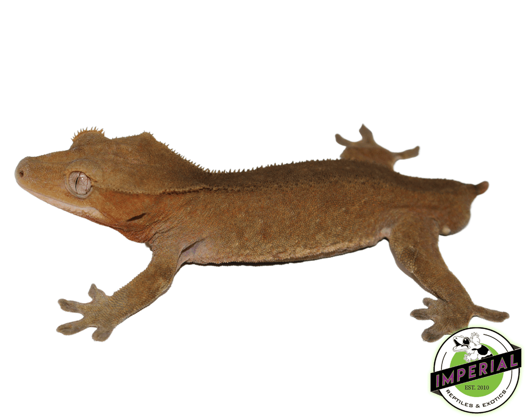 Crested gecko for sale online hot sale