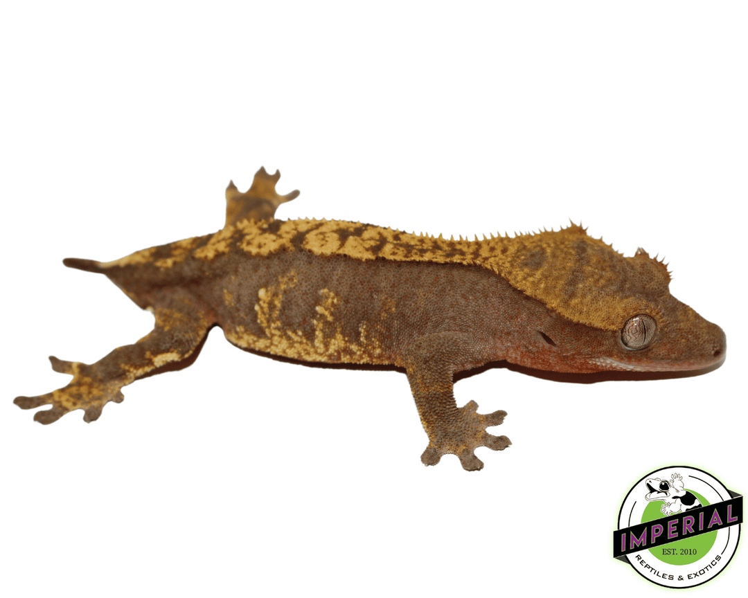 Crested Gecko Adult For Sale Imperial Reptiles – IMPERIAL