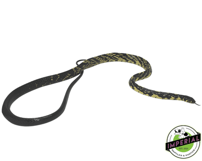 tiger rat snake for sale, buy reptiles online
