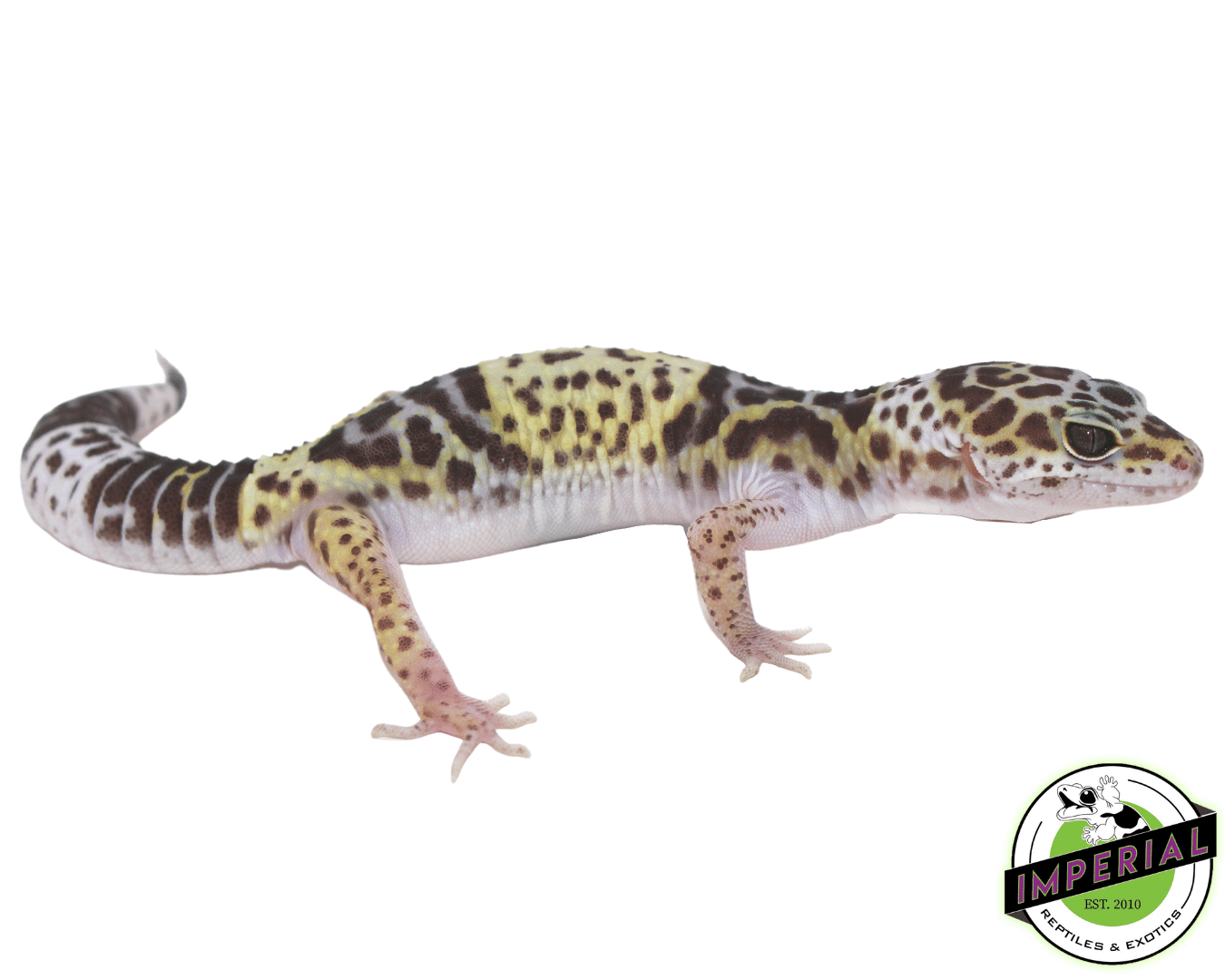 West Indian leopard gecko for sale, buy reptiles online