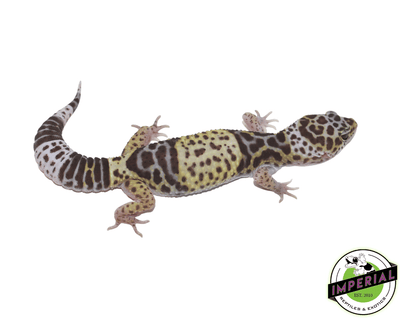 West Indian leopard gecko for sale, buy reptiles online