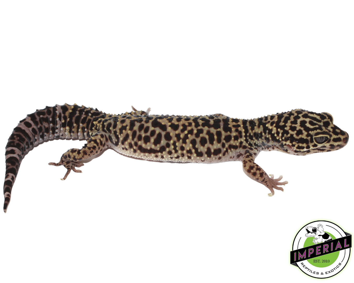 afghan leopard gecko for sale online, buy cheap geckos near me