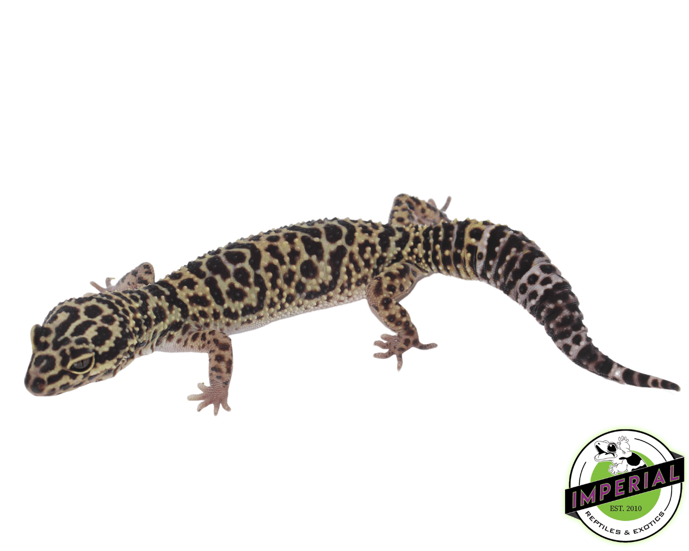 afghan leopard gecko for sale online, buy cheap geckos near me