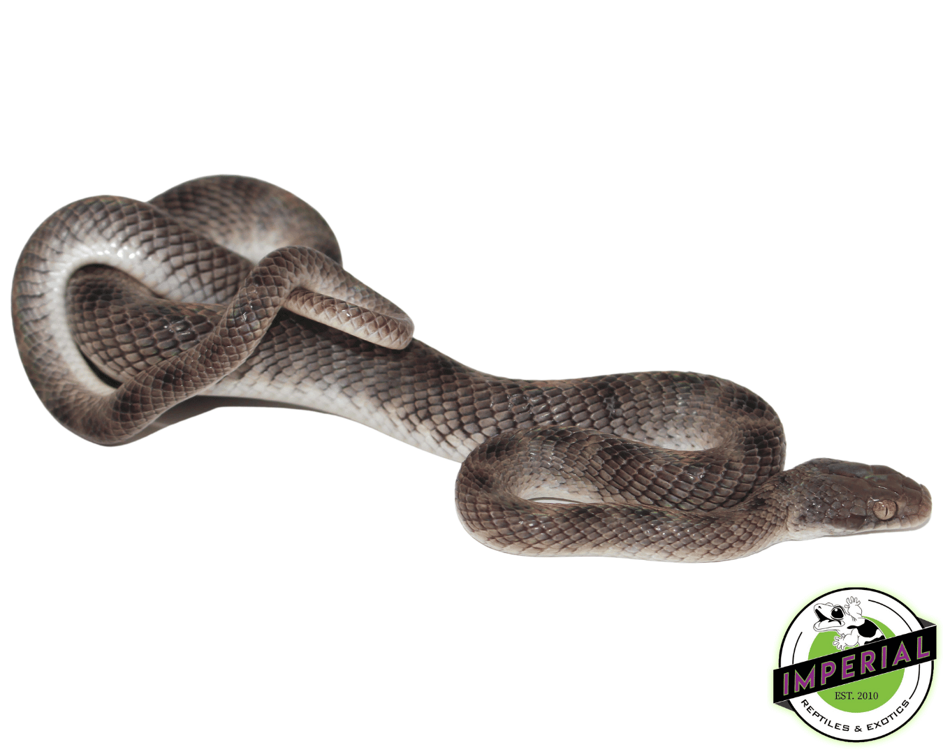 Egyptian Cat Snake