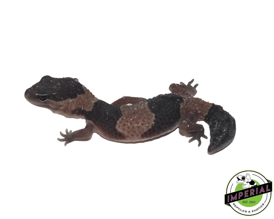 Dinker African Fat Tail Gecko For Sale - Imperial Reptiles