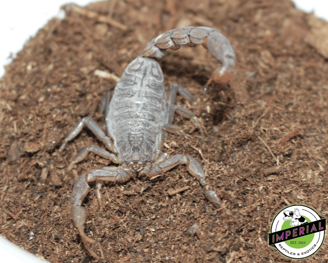african-hottentoa-hottentoa-