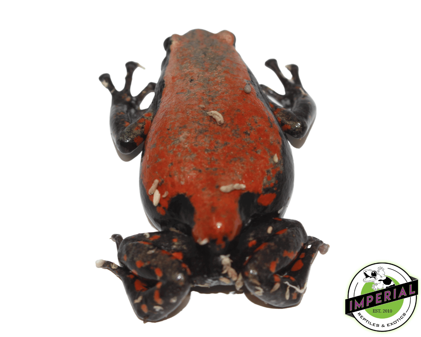 Red and Black Walking frog for sale, buy amphibians online