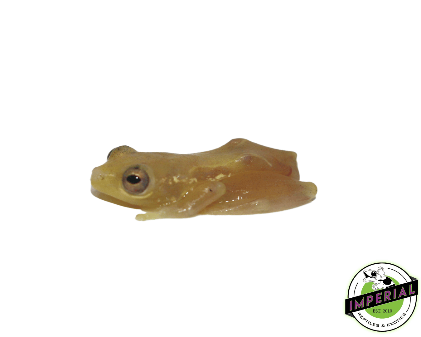 african reed frog for sale, buy amphibians online at cheap prices