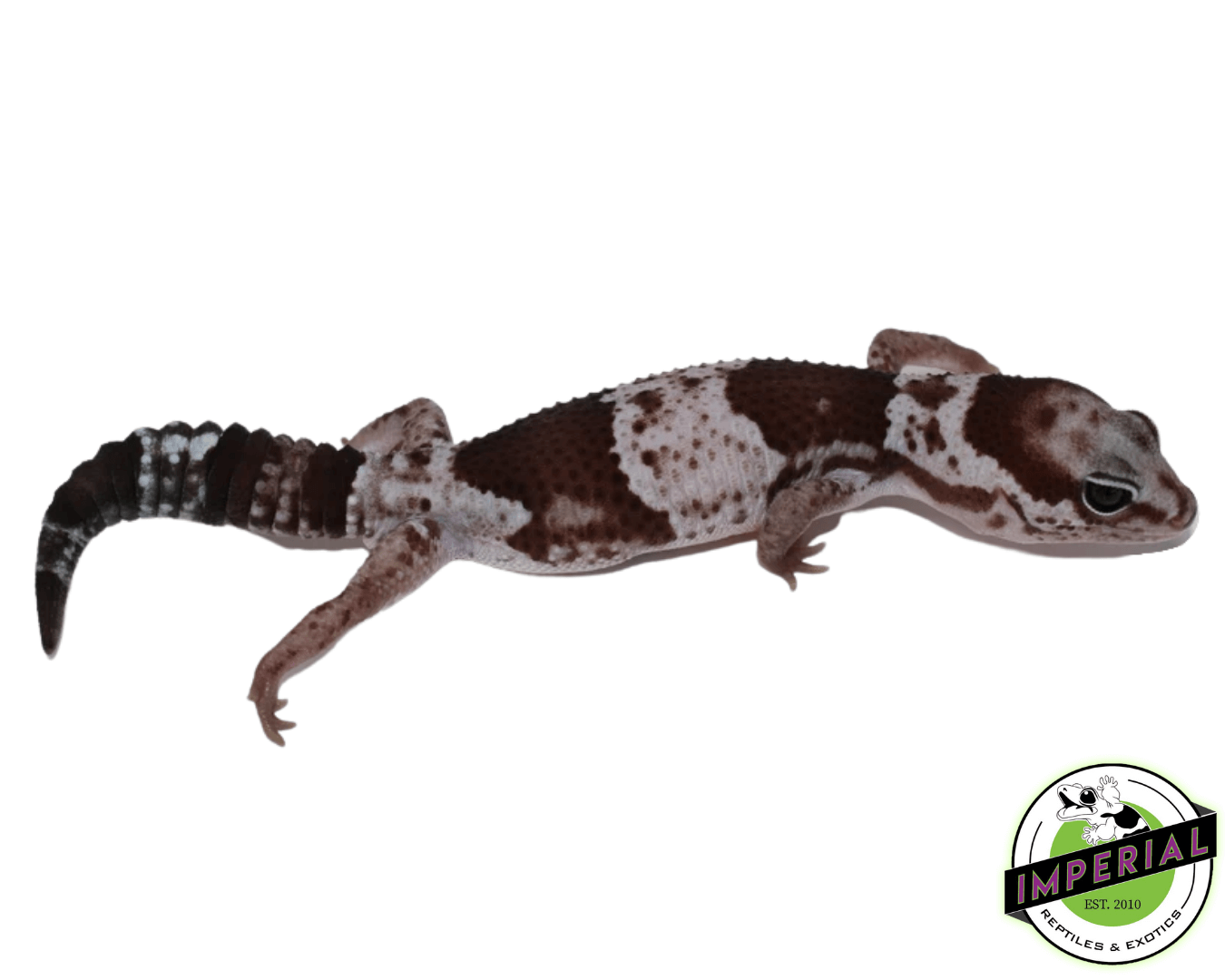 oreo het caramel African Fat Tail gecko for sale, buy reptiles online